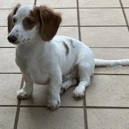 Zippy - Fawn (isabella) and cream male Dachshund puppy in Collier County, Florida from Star Catcher Pups