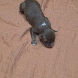 Everly - Red tri-color female Australian Shepherd puppy in Marengo, Indiana from J&J Kennel
