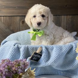 Australian Labradoodle and Bernedoodle Puppies from Frosty & Ginger Co Home of Doodles