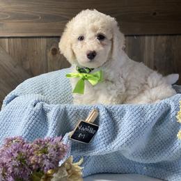 Australian Labradoodle and Bernedoodle Puppies from Frosty & Ginger Co Home of Doodles