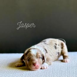 Jasper - Chocolate merle male Bernedoodle puppy in Tulsa, Oklahoma from The Poodle Co. Raising Doodles & Poodles