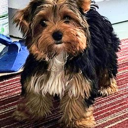 Sheldon - Black and tan male Yorkshire Terrier puppy in Pine Grove, Pennsylvania from Cathy Burns
