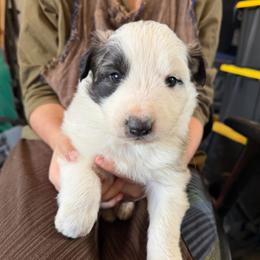 Victor- black - Badger male Colorado Mountain Dog puppy in Cotopaxi, Colorado from Once Upon A Moose (OUM)