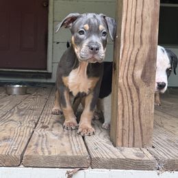 Red - Lilac tri-color female American Bully puppy in Tallahassee, Florida from Alpha Street Bully Kennels