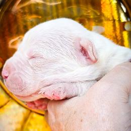 Girl 3 Gaia - White female Dogo Argentino puppy in San Diego, California from Debonair Dogos