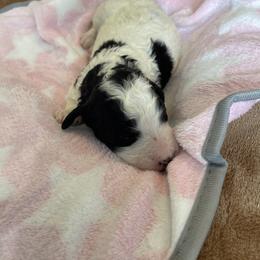 Girl5 - Parti female Goldendoodle puppy in Sugarcreek, Ohio from True Hearted Doodles