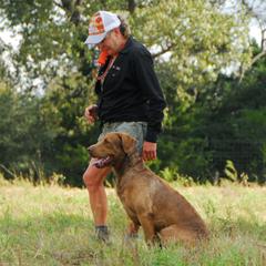 Kane - Chesapeake Bay Retriever