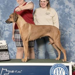 Arya - Rhodesian Ridgeback