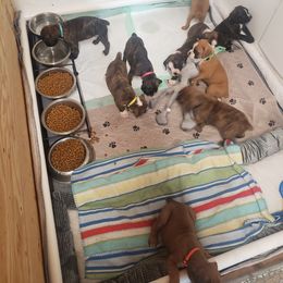 Boxer Puppies from SmashBox Kennel