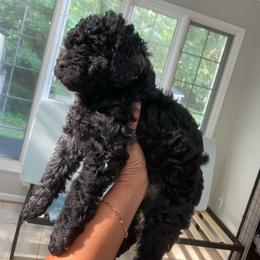Onyx - Black male Yorkipoo puppy in Stafford, Virginia from Morris Doodles Virginia