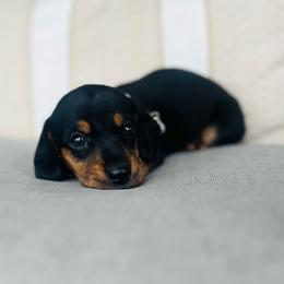 Rhiannon - Black and tan female Dachshund puppy in Stilwell, Oklahoma from MB’s Dachshunds