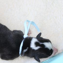 Pembroke Welsh Corgi Puppies from Ridge Top Corgis