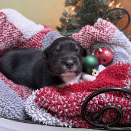 Girl 1 - female Australian Shepherd puppy in Bethlehem, Connecticut from Montanna Sage LLC