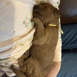 Yellow Collar - Red  female Poodle puppy in Orange, Connecticut from Shamrock’s Poodles