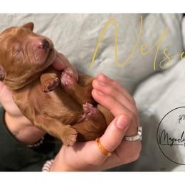 Double Doodle Puppies from Magnolia & Finn Doodles