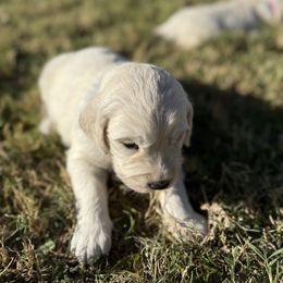 Boy 1 - Light golden male Golden Retriever puppy in Buckeye, Arizona from Ryder's Roundup