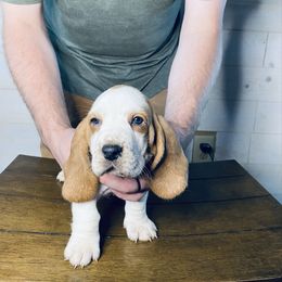 Oscar - Mahogany and white male Basset Hound puppy in Tollesboro, Kentucky from Low and Slow Bassets