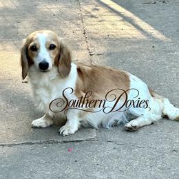 Butter Puff - Dachshund