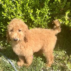 "12 weeks old  available now " Australian Labradoodle, Goldendoodle, and Poodle Puppies from Grammy's Puppy Love