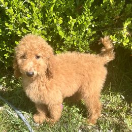 "12 weeks old  available now " Australian Labradoodle, Goldendoodle, and Poodle Puppies from Grammy's Puppy Love