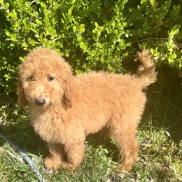 "12 weeks old  available now " Australian Labradoodle, Goldendoodle, and Poodle Puppies from Grammy's Puppy Love