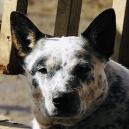 Kiwi - Australian Cattle Dog