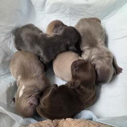 Girl 1 - Lilac female Shih Tzu puppy in Tennessee from Cutshall Babies