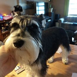 Maggie - Miniature Schnauzer