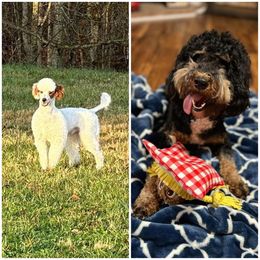 Bernedoodle puppies from The Doodle Pad