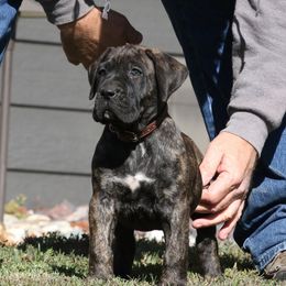 Brown Collar - Tiger male Perro de Presa Canario puppy in Pocahontas, Illinois from Cabeza Grande Kennel