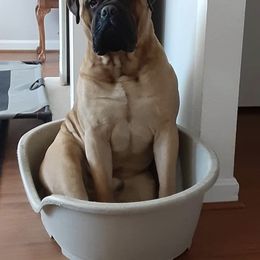 Chase - Bullmastiff