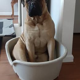Chase - Bullmastiff