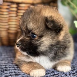 Pomeranians from Hounchell’s Pomeranians