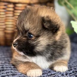 Pomeranians from Hounchell’s Pomeranians