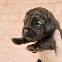 AKC Pig Pen - Brown male Cocker Spaniel puppy in New Market, Tennessee from Down in the Holler