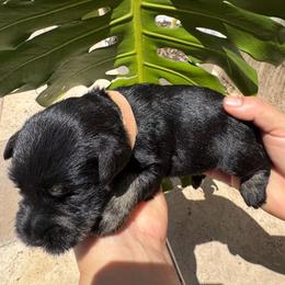 Girl 2 Pink Collar - Black and silver female Miniature Schnauzer puppy in Miami, Florida from AKC Puppies 2 Love