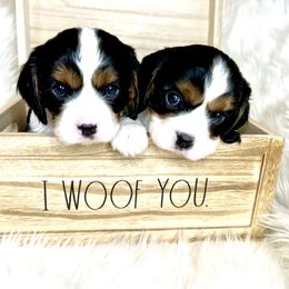 Cavalier King Charles Spaniel Puppies from Ohana Cavalier King Charles Spaniels
