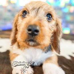 Tigger - Dapple male Dachshund puppy in Mc Neil, Arkansas from Shining A Lowriders & Co.
