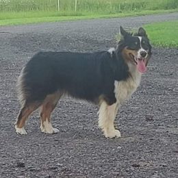 FAITH - Australian Shepherd