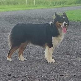 FAITH - Australian Shepherd