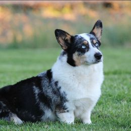 Annie - American Corgi