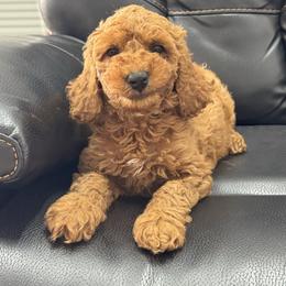 Tan - Red  female Goldendoodle puppy in Lancaster, Kentucky from Dream Paws Puppies, LLC