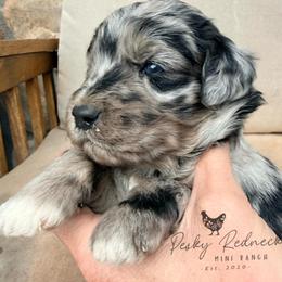 Aussiedoodle and Sarplaninac Puppies from Pesky Redneck Mini Ranch