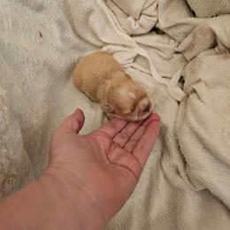 Girl 3 - Cream and white female Shih Tzu puppy in Dexter, Kentucky from Enchanting Shih tzu