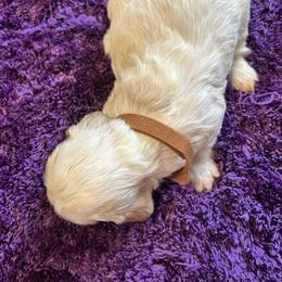 Brown - Buff and white female Cocker Spaniel puppy in Philpot, Kentucky from Country Cockers