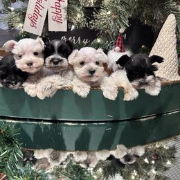 Miniature Schnauzer Puppies from Cali Sun-kissed Schnauzers
