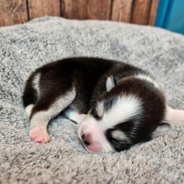 Nash - Black and white male Pomsky puppy in Southern California, California from SoCal Pomskies LLC