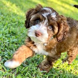 Australian Labradoodles from Saving Grace Labradoodles
