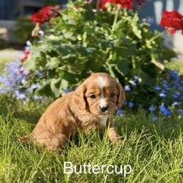 Daisy - female Cavapoo puppy in Smithfield, Utah from Shoemaker Farm & Cavapoo Kennel