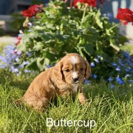 Daisy - female Cavapoo puppy in Smithfield, Utah from Shoemaker Farm & Cavapoo Kennel